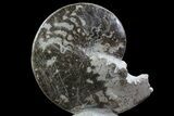 Polished Ammonite (Choffaticeras) Fossil on Stone Base - Morocco #67425-3
